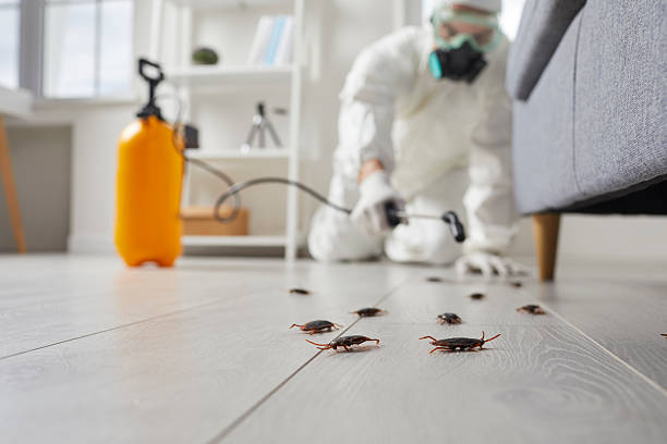 Commercial Kitchen Cockroach Control in Fairfax